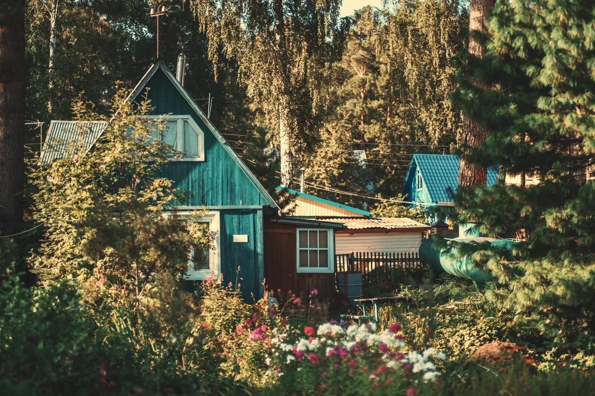 A small wooden summer cottage among flowers and pine trees in warm evening light